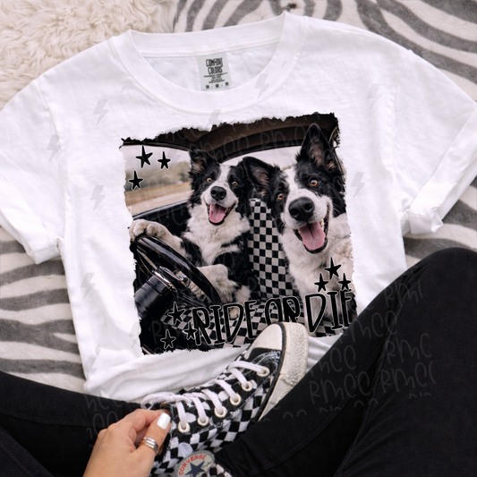 ride or die collie | PNG